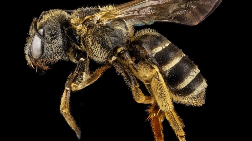 Las abejas son inofensivas pero a veces se puede sentir amenazadas.(Foto de Pixabay en Pexels.)