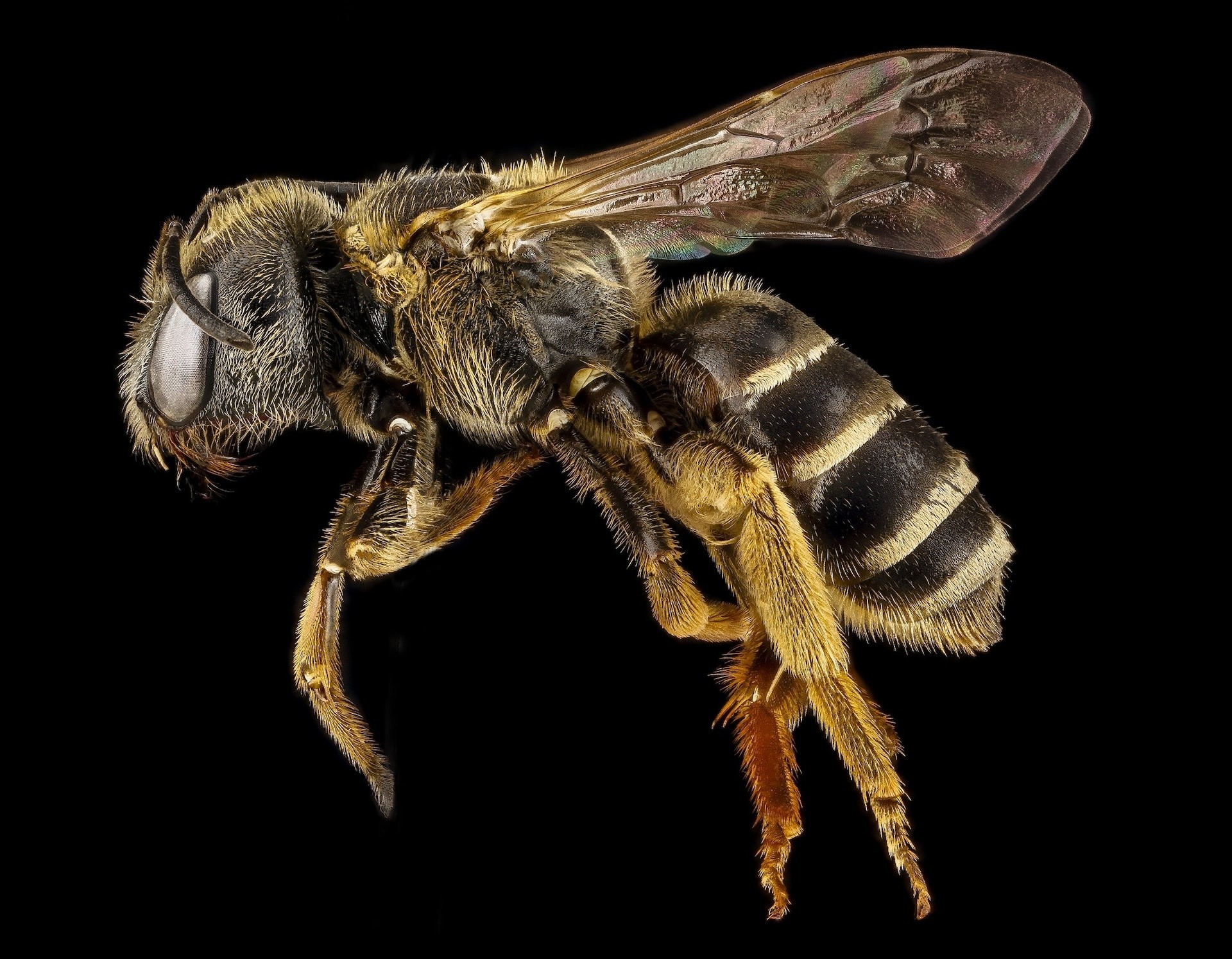 Una picadura de abeja puede ser mortal, ¿por qué ocurre?