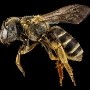 Una picadura de abeja puede ser mortal, ¿por qué ocurre?