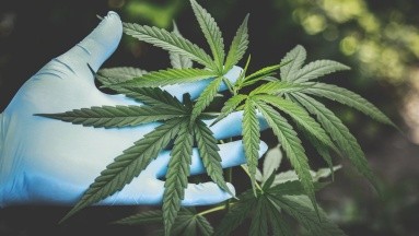 Descubre una rara enfermedad que podría estar relacionada con el consumo de cannabis