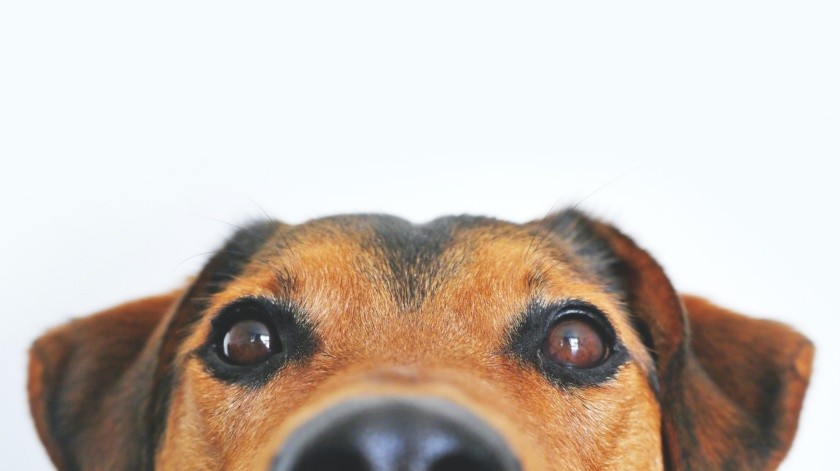 Los perros pueden experimentar problemas digestivos por la intoxicación.(Foto de Lum3n en Pexels.)