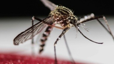 Dengue: Uruguay criará mosquitos esterilizados para combatir la enfermedad