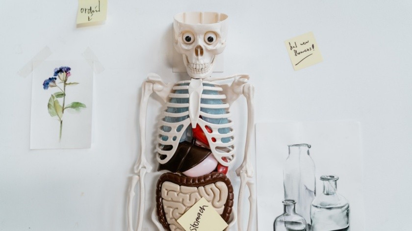 La donación de órganos puede ayudar a muchas personas.(Foto de MART  PRODUCTION en Pexels.)