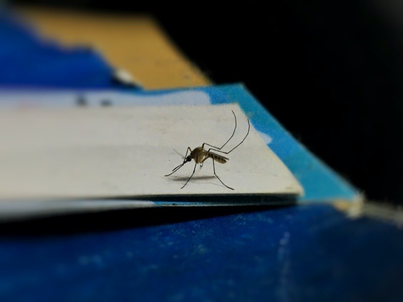 El virus del dengue se transmite cuando un mosquito hembra infectado pica a una persona.  FOTO:Mithil Girish/UNSPLASH