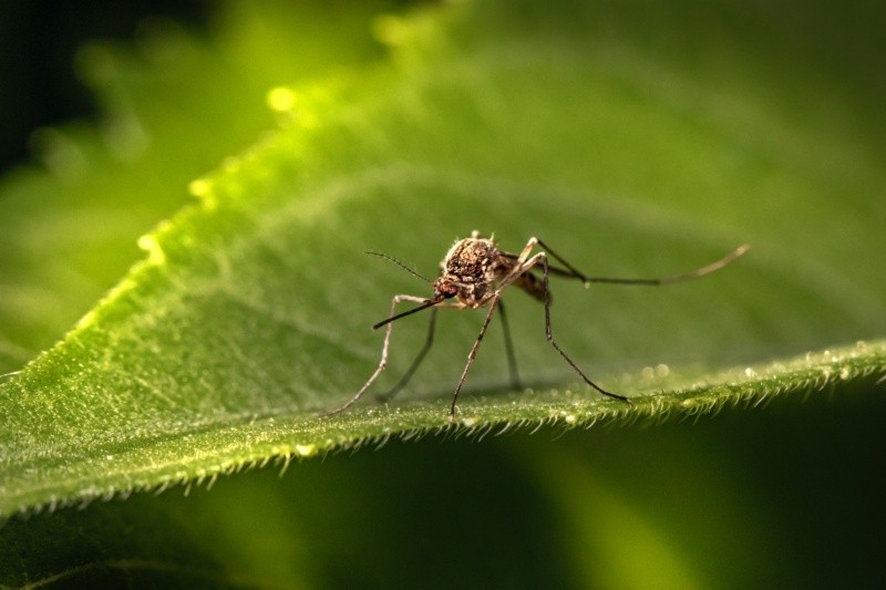 La OMS advirtió sobre el aumento de casos de dengue en Bangladesh. Foto: Archivo