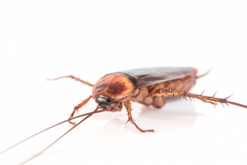 Las cucarachas pueden causar problemas de salud en algunas personas. Imagen por jigsawstocker en Freepik