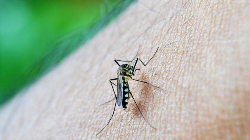 La malaria se transmite por algunos mosquitos.(Foto: Pixabay)