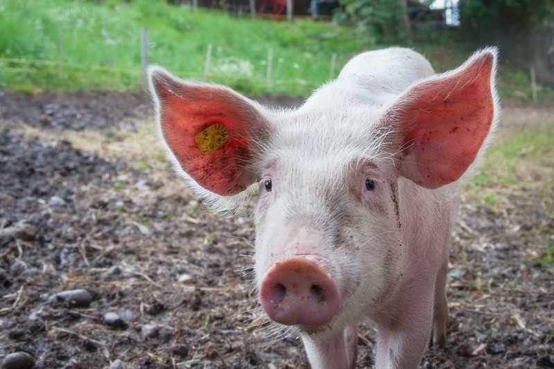 Los cerdos pueden transmitir la gripe o influenza porcina entre ellos y algunas personas corren riesgos.Foto de mali maeder en Pexels.  