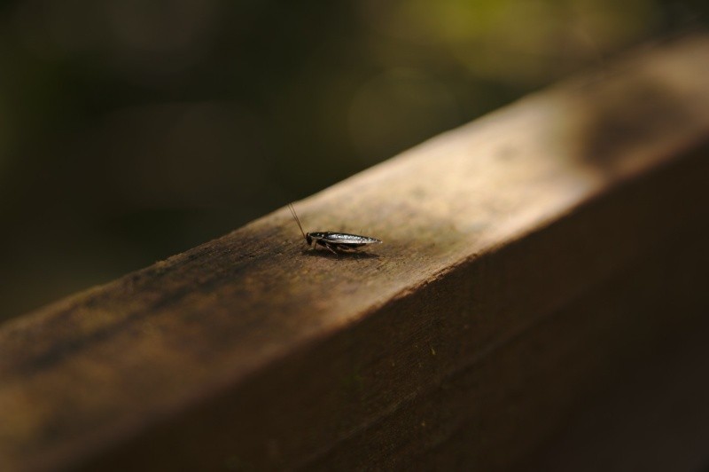 Las cucarachas se sienten atraídas por lugares sucios. Foto de Najman Husaini en Pexels.  