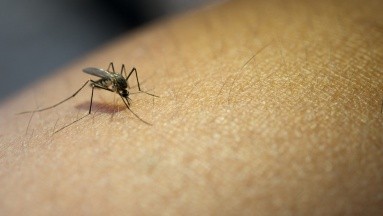 Alertan por mayor riesgo de enfermedades transmitidas por mosquitos por el cambio climático