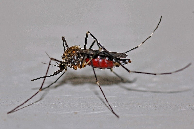 Algunos mosquitos pueden propagar enfermedades como el dengue. Imagen de Wayne en Pixabay