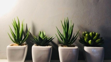 4 plantas que pueden ayudar a refrescar tu hogar durante la temporada de calor