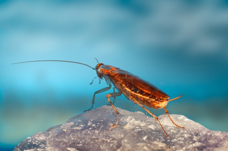 Las cucarachas aparecen más durante el verano. Foto de Erik Karits en Unsplash