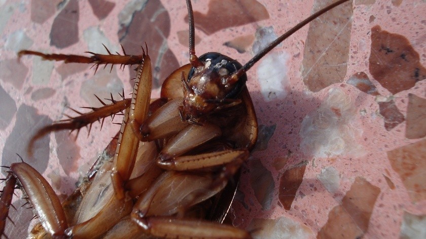 Las cucarachas pueden aparecer en distintos espacios del hogar.(Imagen de Dirk (Beeki®) Schumacher en Pixabay)