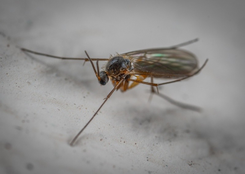 La malaria es una enfermedad potencialmente mortal y es causada por las picaduras de mosquitos infectados. FOTO:Egor Kamelev/PEXELS 