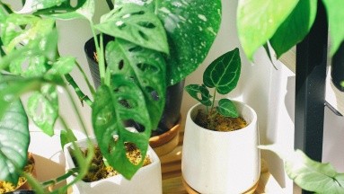 Dos plantas que pueden crecer rápido en el jardín