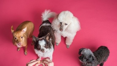 Profeco adelanta las marcas de croquetas para perros que están engañando al consumidor