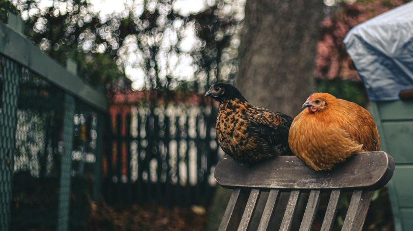 La gripe aviar también se conoce como influenza.(Matthis Volquardsen en Pexels.)