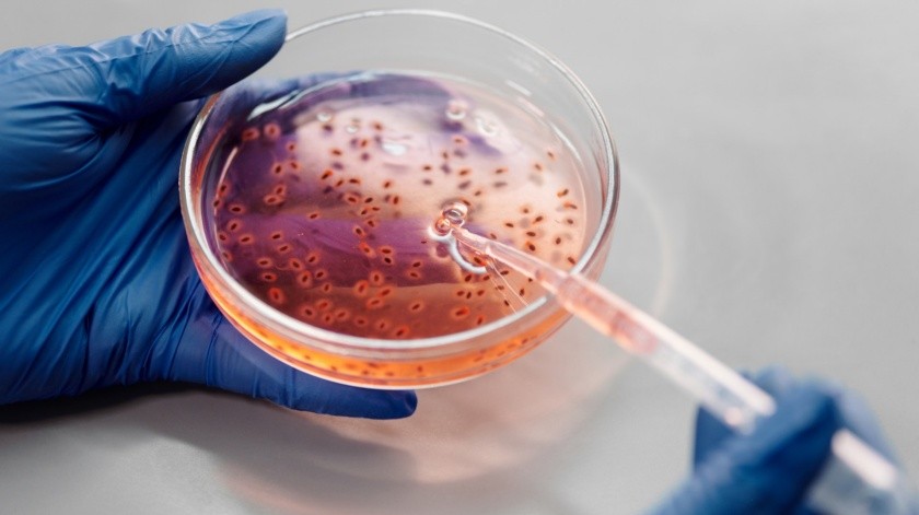 La aparición de algunas bacterias infecciosas se puede prevenir.(Edward Jenner en Pexels.)