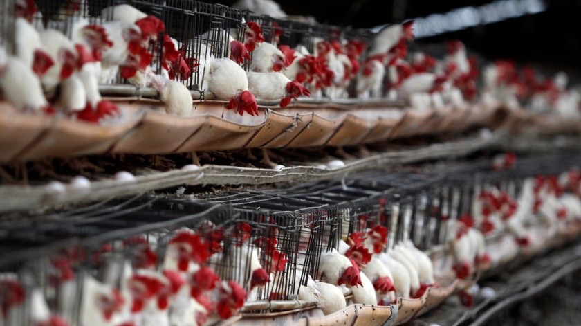 Autoridades descartaron que la muerte de 300 aves en las costas del Pacífico fuera causada por la gripe aviar.(EFE, EFE)