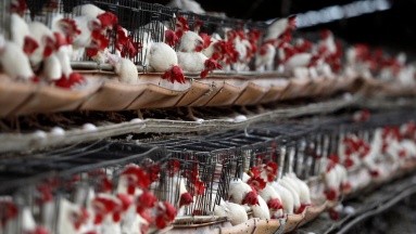México descarta brote de gripe aviar tras la muerte de aves en el Pacífico, ¿qué es esta enfermedad?