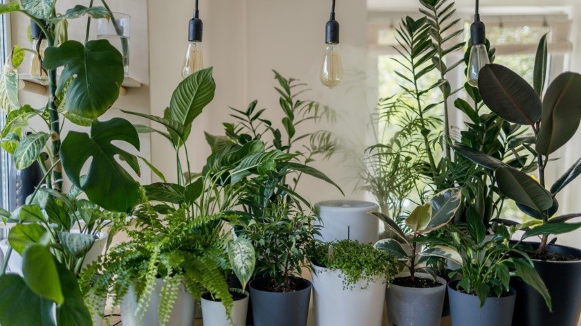 Conoce las plantas repelentes más efectivas y diseña tu propio espacio natural(vadim kaipov/UNSPLASH)