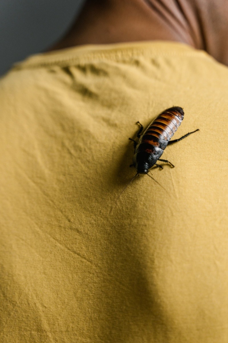 Las cucarachas se pueden esconder en la cocina u otros lugares estratégicos de la casa.Foto de MART  PRODUCTION en Pexels.  