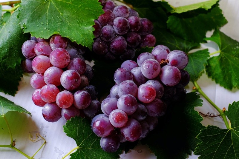 El consumo regular de uvas puede ayudar a mejorar la salud del corazón y reducir la presión arterial.  FOTO:Kai-Chieh Chan/PEXELS