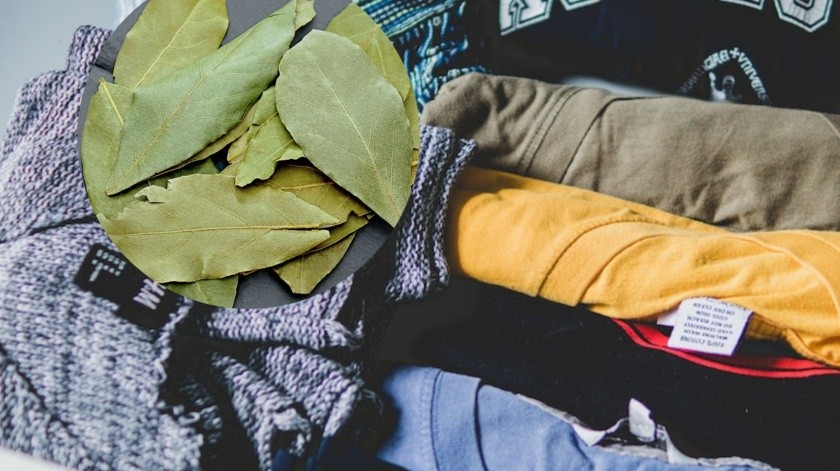 Las hojas secas de laurel pueden ayudar al cuidado de la ropa.(Imagen por Francesco Paggiaro en Pexels - Canva)