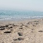 Altos niveles de bacterias fecales detectan en algunas playas al norte de EU y las cierran