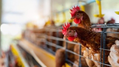Ante más brotes de gripe aviar, OMS teme que el virus pueda mutar e infectar a las personas