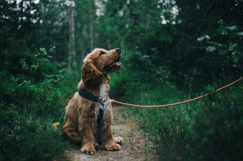 Los perros pueden ser propensos a tener golpe de calor, por eso es importante protegerlos.Foto de Johann en Pexels.  