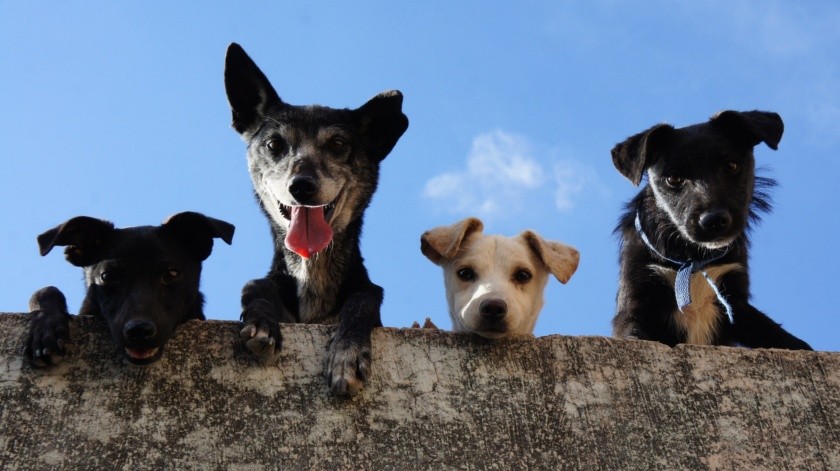 Hay que proteger a los perros de las altas temperaturas.(Foto de Edgar Daniel Hernández Cervantes en Pexels.)