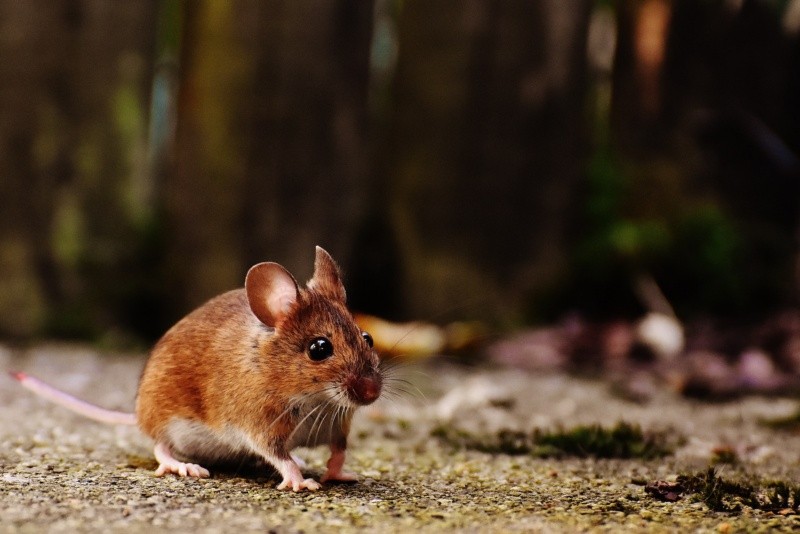 Las ratas transmiten enfermedades como le sucedió a la madre y su hijo en EU. Foto de Alexas Fotos en Pexels.  