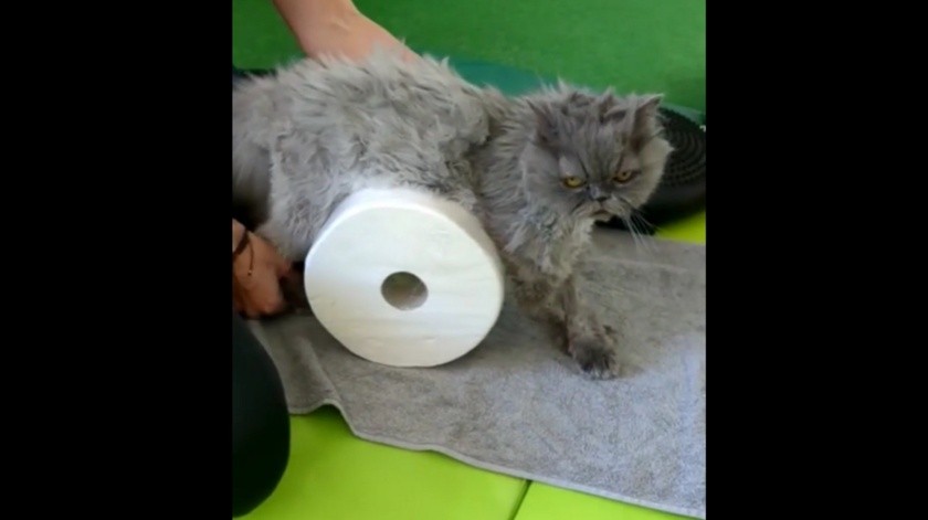 El gato ya se encuentra más recuperado.(Instagram physio_vet)