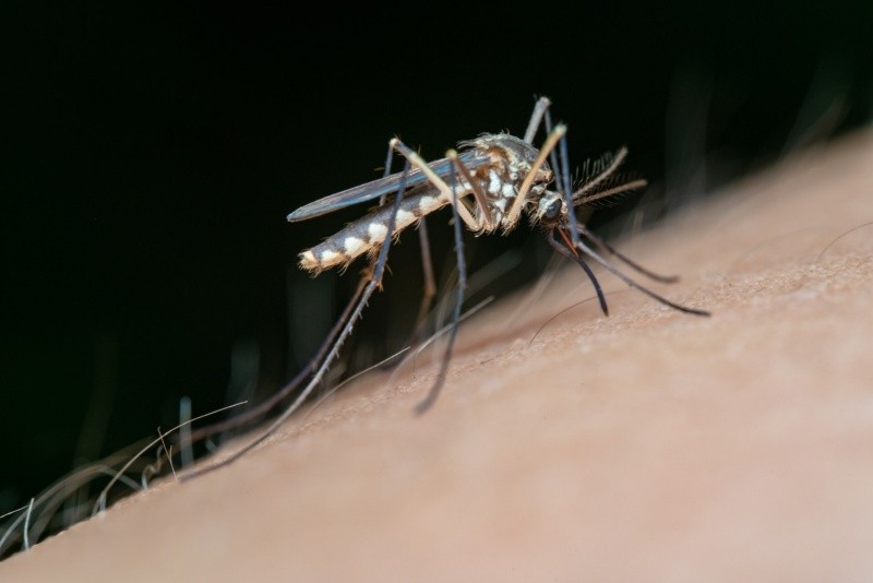La malaria se transmite por el mosquito.  Foto de Jimmy Chan en Pexels. 