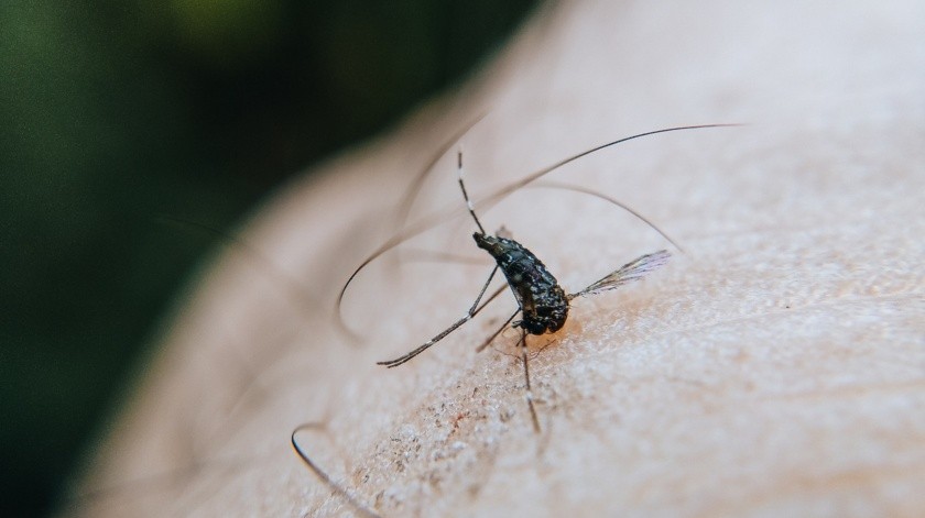 La malaria no se transmite de persona a persona.(Foto de Ravi Kant en Pexels.)