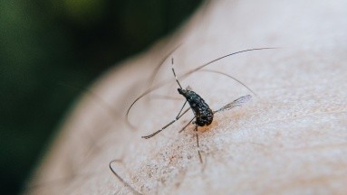 Malaria: Suben a 7 los casos locales confirmados en Florida, sin ninguna muerte