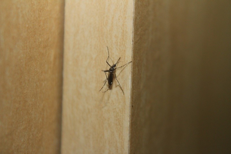 El dengue es transmitido por un mosquito hembra. Archivo GH.  