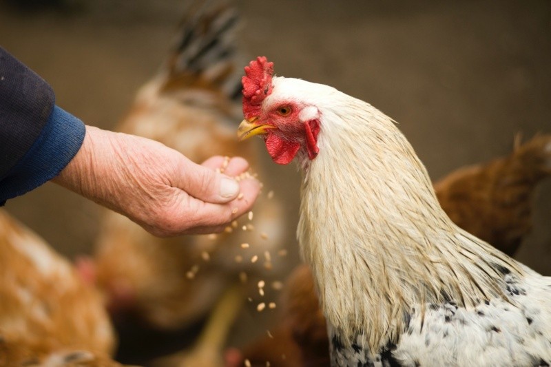 La gripe aviar se transmite por aves infectadas. Foto de Oleksandr Canary Islands en Pexels.  