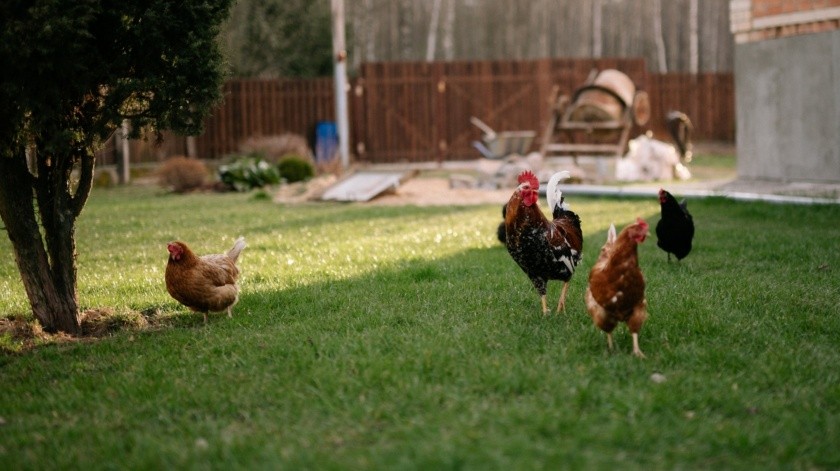 Otros casos de gripe aviar siguen apareciendo.(Yan Krukau en Pexels.)