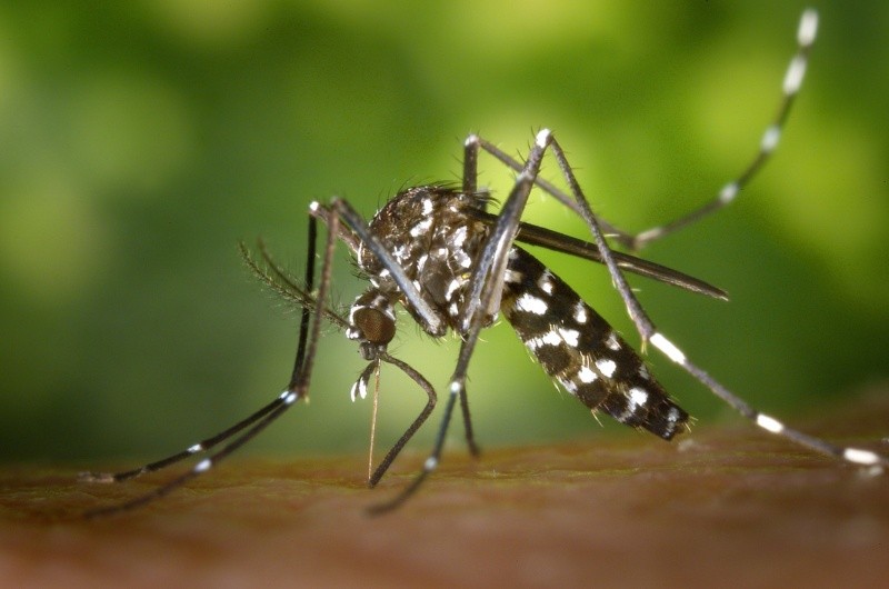 El mosquito del dengue se llama Aedes Aegypti. Pixabay 
