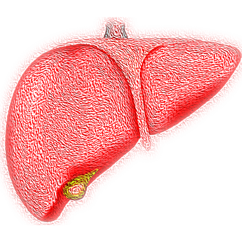  El hígado puede regular la mayor parte de los niveles químicos que hay en la sangre. Image by VSRao from Pixabay. 