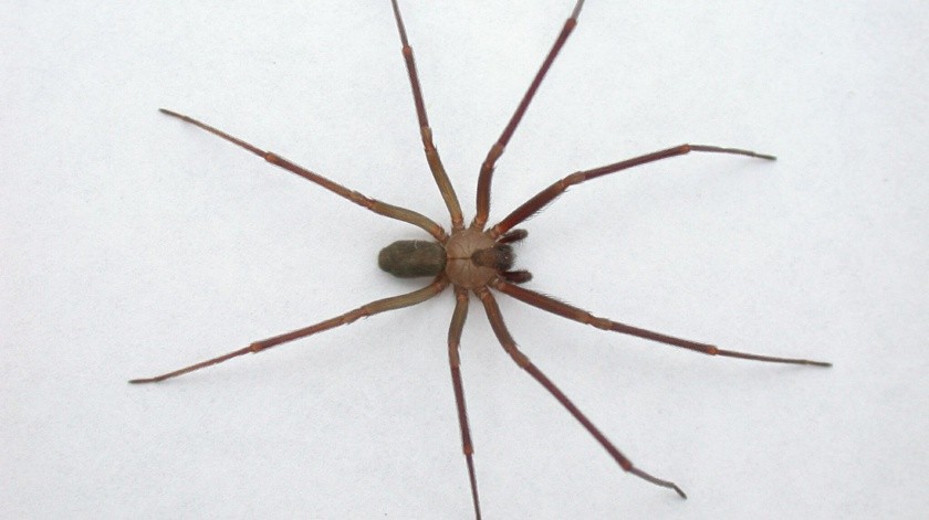 La araña violinista es una especie peligrosa, incluso más que la viuda negra.(Foto: Gobierno de México)