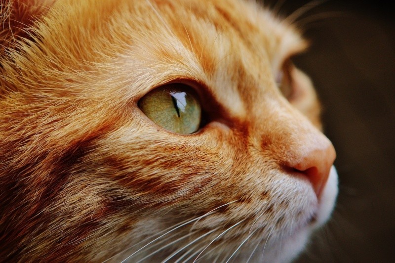  La OMS emitió una alerta sobre el alto número de casos de gripe aviar en gatos domésticos. Imagen de Alexa en Pixabay