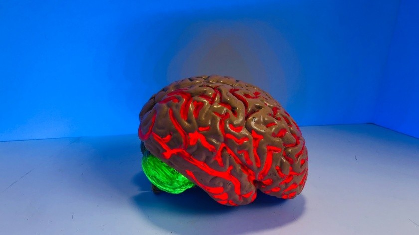 El cerebro es un órgano vital y fundamental para el funcionamiento del cuerpo humano(Natasha Connell/UNSPLASH)