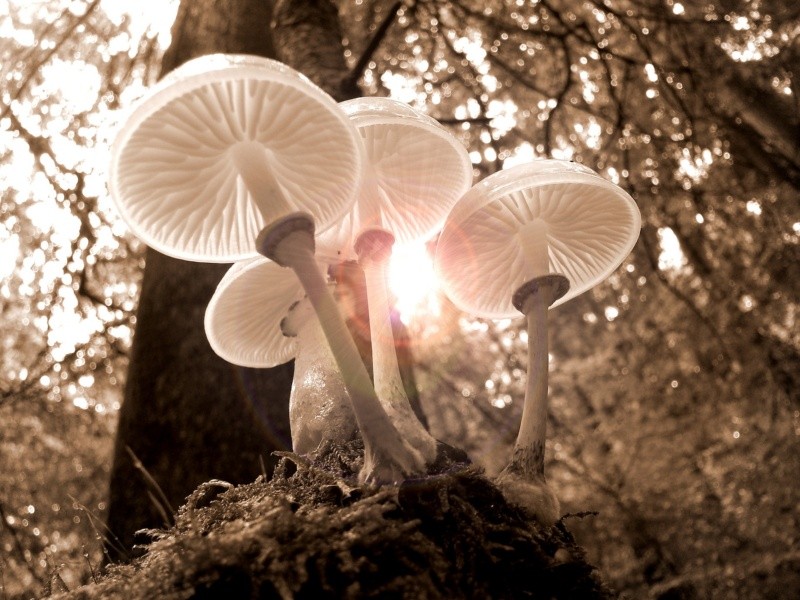Los hongos alucinógenos en México hay más de 50 especies. Foto de Pixabay en Pexels.  