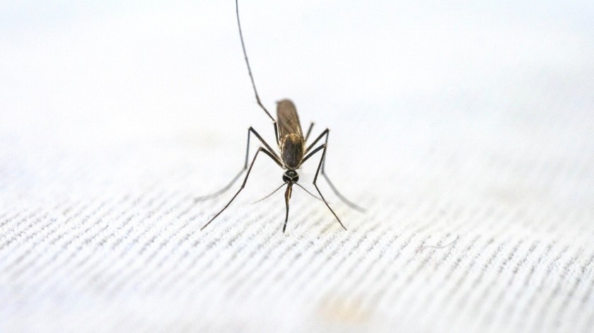 El dengue se puede frenar con varias medidas para erradicarlo.(Pragyan Bezbaruah en Pexels.)