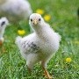 Gripe aviar: Ecuador activa protocolos de bioseguridad ante un nuevo caso