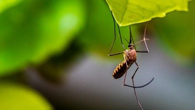 Repelentes naturales: ¿Cuáles son los olores que ahuyentan a los mosquitos?